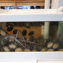 조리고 내포점 이미지