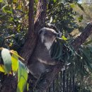 (주)리얼컨텍 | 추천 타롱가주(Taronga Zoo) 입장권 지도 이용 후기...코알라랑 사진찍기 마이리얼트립 3월 할인코드