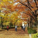 2025 11월 천천레미안 &amp; 인근아파트 매매 및 전세시세[천천,래미안,아파트,부동산,공인,중개사,성대,성균관대,역,부근,원룸,삼성] 이미지