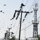 진객