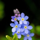 물망초forgetmenot 이미지