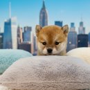 견바라기 | 시바견 분양 전 필독 ! 고집쟁이를 주인바라기로 키우는 3가지 조건