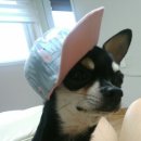 쇼미더멍 이미지