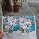 편안한 댕 네이버블로그