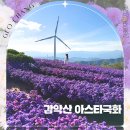 별따라꽃따라 | 거창 가볼만한곳 감악산 아스타국화 축제 별바람언덕