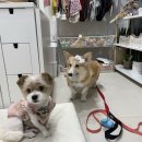 댕앗간 | 양천구] 서서울호수공원 강아지수제간식 및 강아지 편집샵 댕앗간! 케이크 주문제작 강추😍 내돈내산 후기