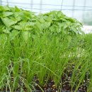 토고미농장 이미지