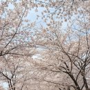 (주)새빛푸드 | 2026 수원 벚꽃명소 만석공원 4월 초 벚꽃 개화상태 주차팁 까지