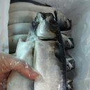 자반고등어 이미지