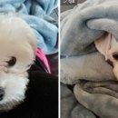 그루밍125 네이버블로그