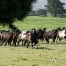 초지로4 이미지