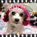 인월동물병원 | 백두대간 58차 후기