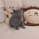 요미캣 고양이분양 일산점 | 건대고양이분양 신중하게 선택하는 이유와 요미캣 방문 후기