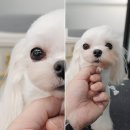 추건우애견미용학원