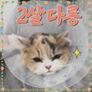 아롱다롱 | [미용 후기] 먼치킨 고양이 미용실. 아롱,다롱 자매가 나른하냥에 방문했어요 (먼치킨 추가요금 없는...