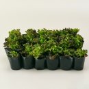 주식회사 잘팜 | 모종 구매 추천! 코코도르팜 텃밭가꾸기 상추 모종으로 베란다 텃밭 완성, 삶의 질 수직상승 꿀템