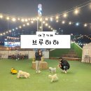 브루하하 | [양주 애견카페] 브루하하 후기 🐶 (애견운동장 포토존 주차)