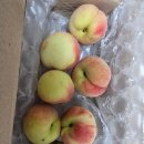 260624 토스쇼핑 과채로운 대극천 반납작복숭아 대과 1kg(7개) 19900원[개당 2843원] 구입 후기