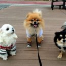 복실이 PC 이미지