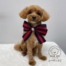 유어펫그루밍 | 만수동근처애견미용 강아지 건강을 생각하는 그루밍