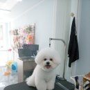 모모펫그루머 이미지