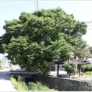 미당1리경로당 이미지