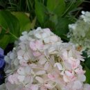 윙키핑키 이미지