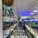 물멍 | 일산 백석동 [루아쿠아] 물멍하기 좋은 수족관 후기
