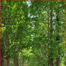 공주공원 이미지