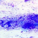 늘사랑 양한방 동물병원 이미지