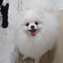 하이댕 이미지
