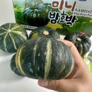 고사리남해해풍 | 제철 단호박 추천] 자연이 선물한 건강한 달콤함 💛 남해 해풍과 자연 머금은 제철 농산물...