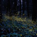 반딧불이 이미지