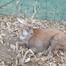 야생사슴농장 이미지