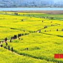 낙동강관리본부 대저생태공원 6 이미지