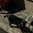 글로리탕 이미지