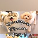 약지애견카페 이미지