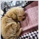 아이러브독 강아지 부천점 이미지