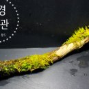 모스우드 이미지