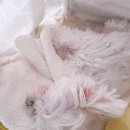 동물병원 유피 이미지