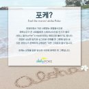 알로하 이미지