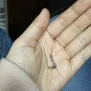 라오상하이에서 운좋게 값비싼 차들을 잔뜩 맛본 후기(임창 야생보이생차, 천가채, 대설산 야생홍차, 만송)