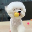 보드레 애견미용실 이미지