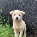 진도개영농조합 이미지