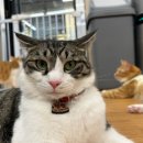 카페 캣츠 이미지