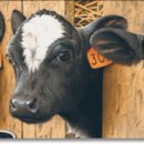 현웅목장 이미지