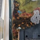 동해진미 이미지