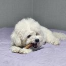 우프 앤 먀오 이미지