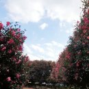 천제연폭포 이미지