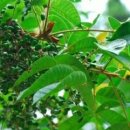 약초본가제분소 이미지